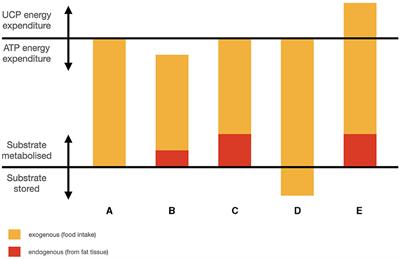 Signals of energy availability in sleep: consequences of a fat-based metabolism